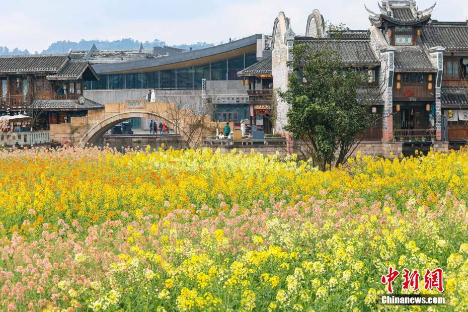 美しく咲き乱れる菜の花と趣ある建物のコラボ　四川省宜賓市李荘古鎮