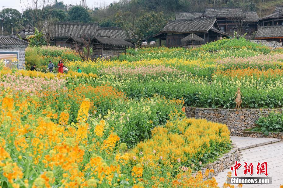 美しく咲き乱れる菜の花と趣ある建物のコラボ　四川省宜賓市李荘古鎮