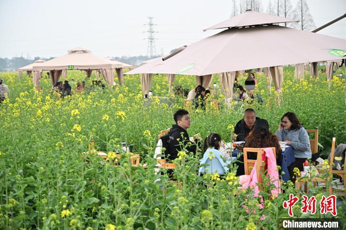 菜の花畑で食べる火鍋は春の味？　四川省成都