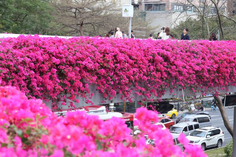 「空中の花回廊」へと華麗なる変身を遂げた歩道橋（撮影・何善福）。