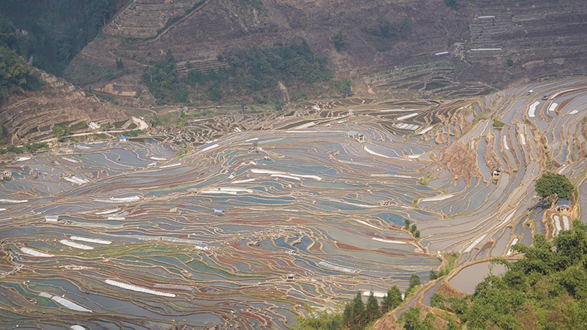 雲南省紅河哈尼族彝族自治州緑春県の臘姑棚田（写真提供・緑春県融メディアセンター）。