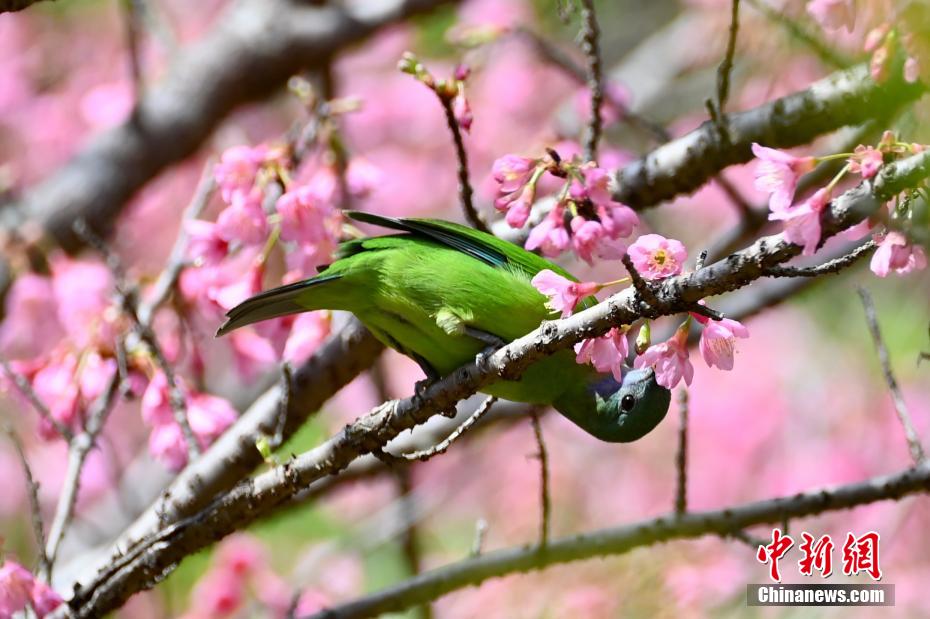 「春の味」を満喫する小鳥たち　福建省福州