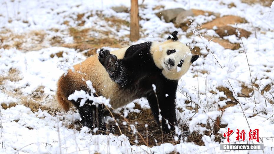 陝西・秦嶺山区のパンダ　春の雪に大はしゃぎ