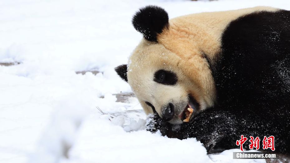 陝西・秦嶺山区のパンダ　春の雪に大はしゃぎ