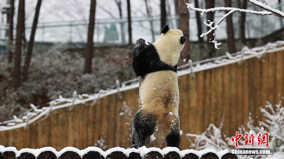 陝西・秦嶺山区のパンダ　春の雪に大はしゃぎ