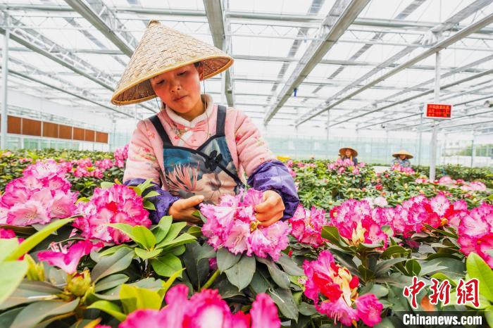 スマート温室で花卉栽培　貴州畢節小山村