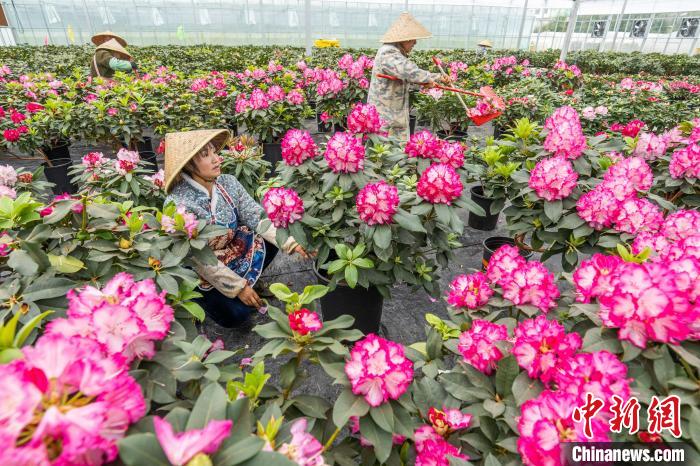 スマート温室で花卉栽培　貴州畢節小山村