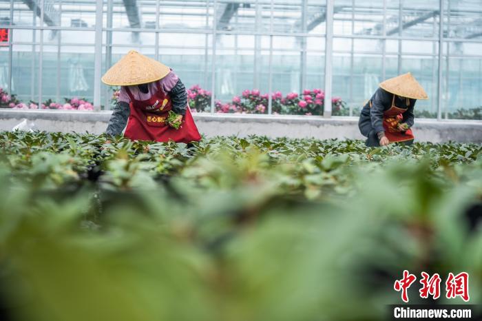 スマート温室で花卉栽培　貴州畢節小山村