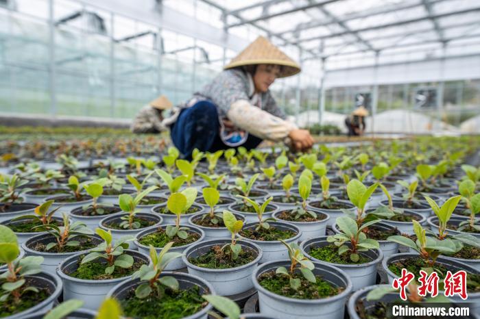 スマート温室で花卉栽培　貴州畢節小山村