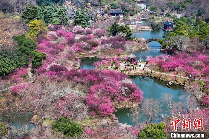 梅の花が満開を迎えた痩西湖景勝地の「湖上の梅林」（ドローンによる撮影・泱波）。