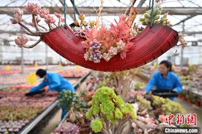 経済活動を盛り立てる多肉植物産業　甘粛省蘭州