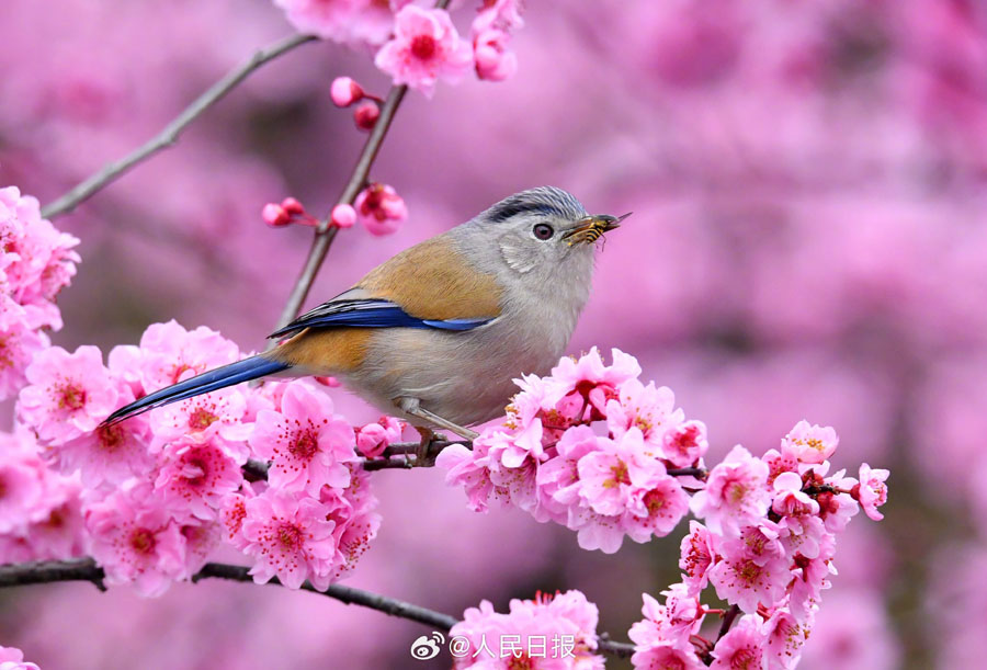 春爛漫の美しい花鳥図　貴州省