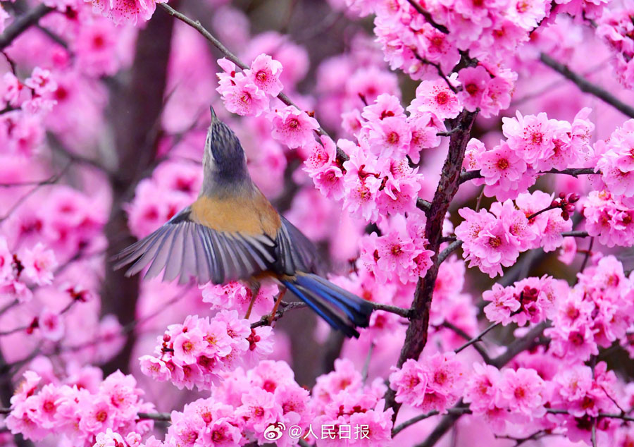 春爛漫の美しい花鳥図　貴州省