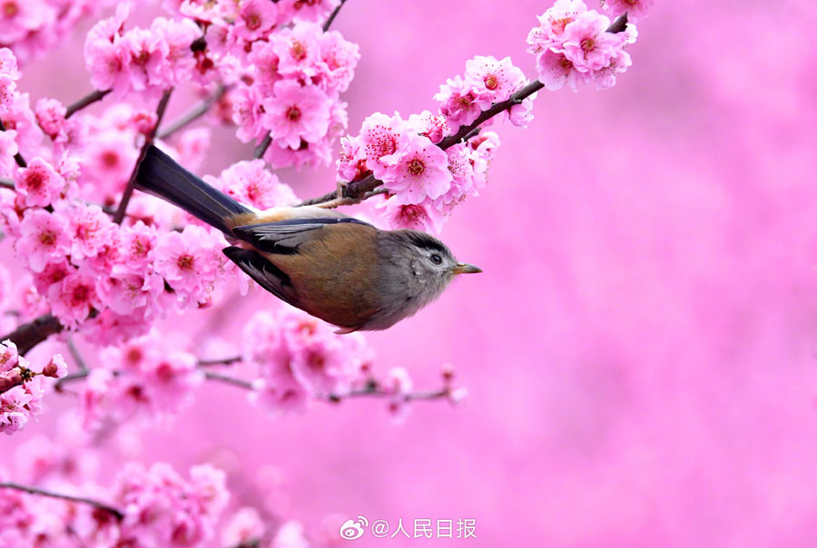 春爛漫の美しい花鳥図　貴州省