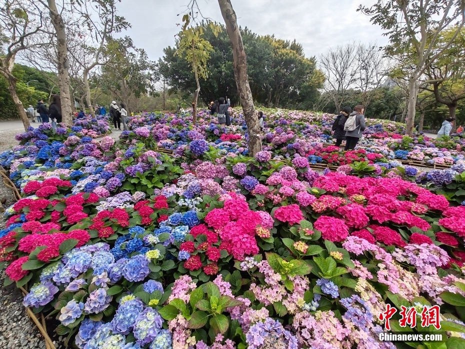 台北市大安森林公園で、アジサイやツツジを楽しむ人々（3月17日撮影・楊程晨）。