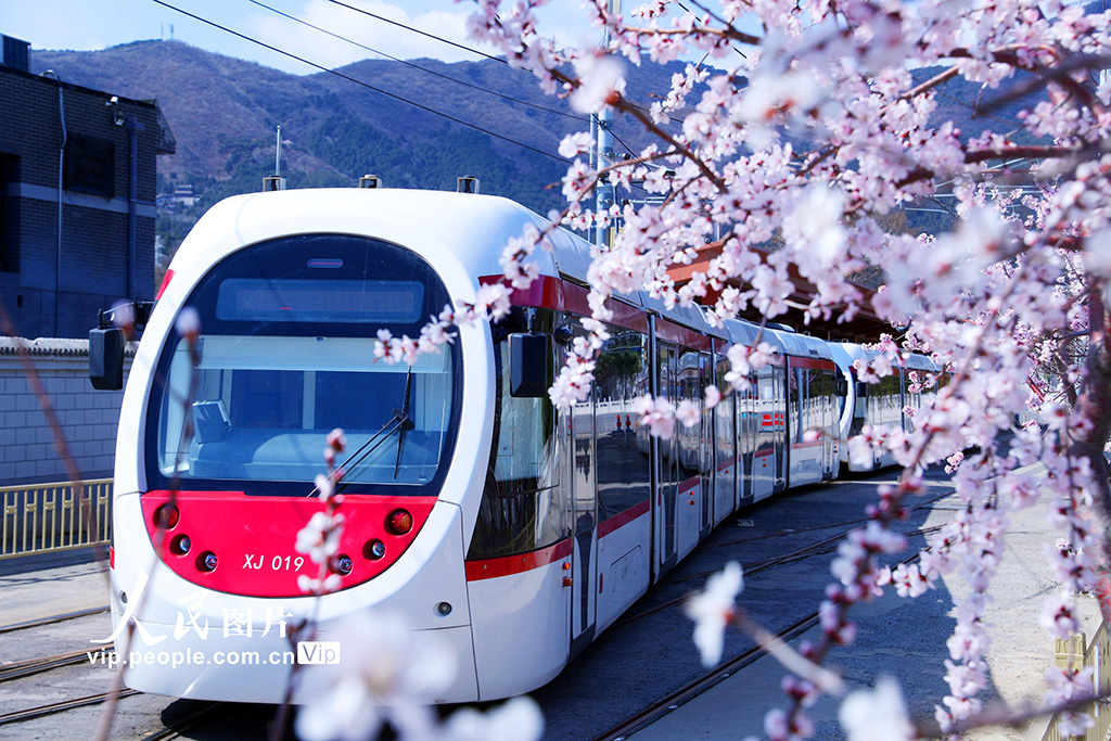 北京地下鉄西郊線・香山駅から出発し、満開の花の横を走行する列車（3月17日撮影・張秀科/写真著作権は人民図片網所有のため転載禁止）。