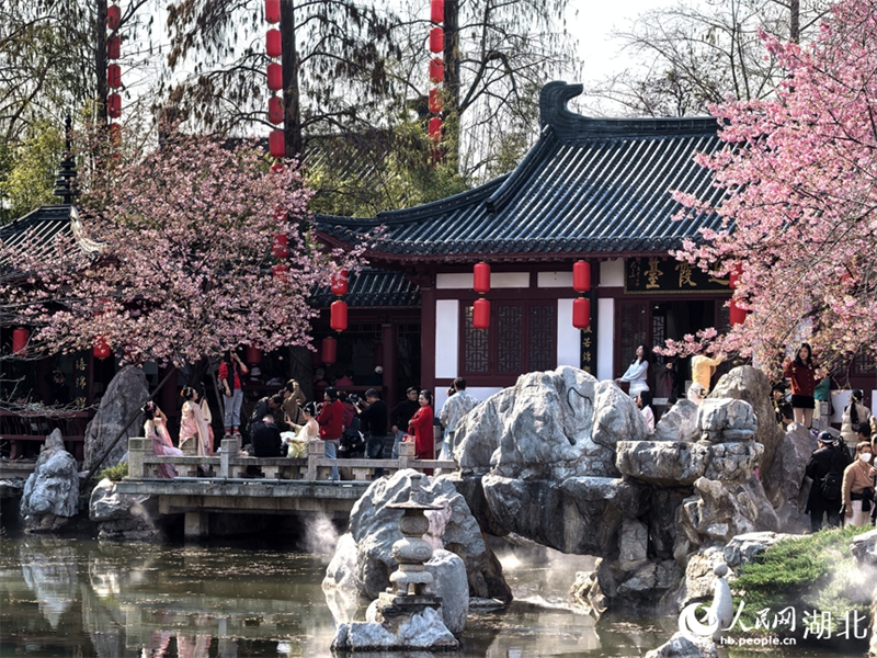 春の訪れを告げる早咲きの桜　大挙して押し寄せる花見客　湖北省武漢市