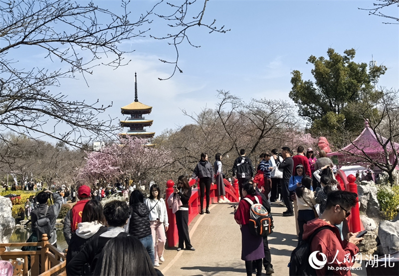 春の訪れを告げる早咲きの桜　大挙して押し寄せる花見客　湖北省武漢市