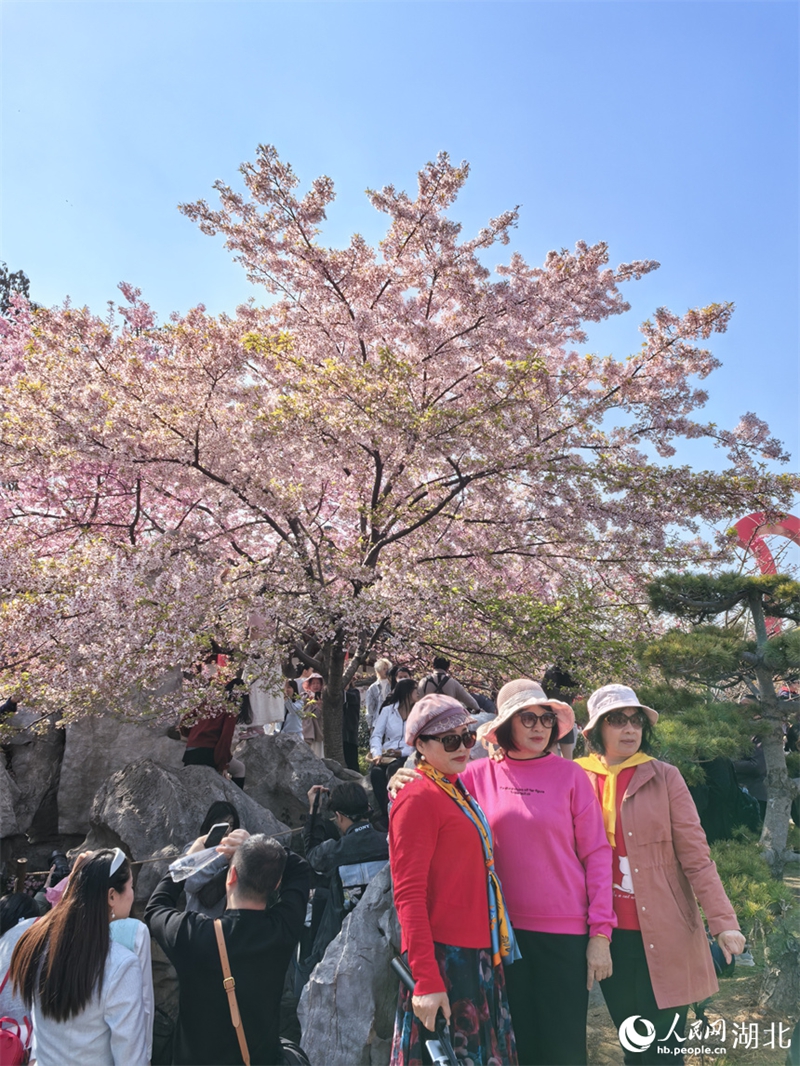 春の訪れを告げる早咲きの桜　大挙して押し寄せる花見客　湖北省武漢市