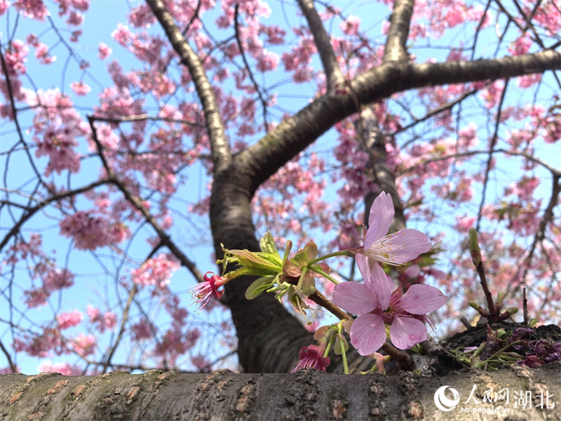 春の訪れを告げる早咲きの桜　大挙して押し寄せる花見客　湖北省武漢市