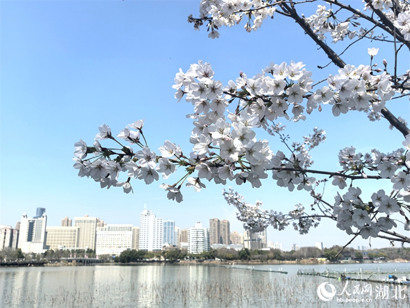 春の訪れを告げる早咲きの桜　大挙して押し寄せる花見客　湖北省武漢市