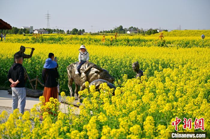 菜の花をバックに写真を撮影する観光客（撮影・劉康）。