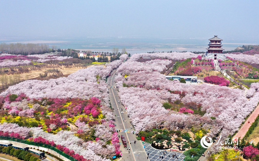 満開を迎えた黄河沿岸の桜に酔いしれる観光客　河南省