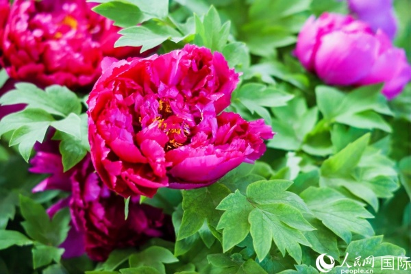 20秒で河南省洛陽の牡丹の花を満喫！