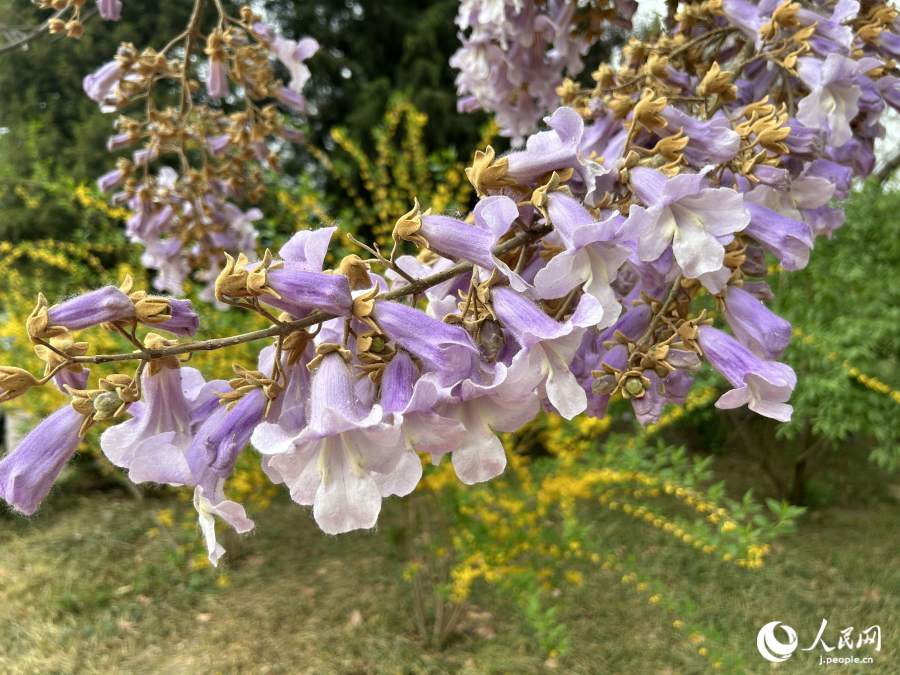 桐の花。奥にはレンギョウの花も見える（撮影・玄番登史江）。