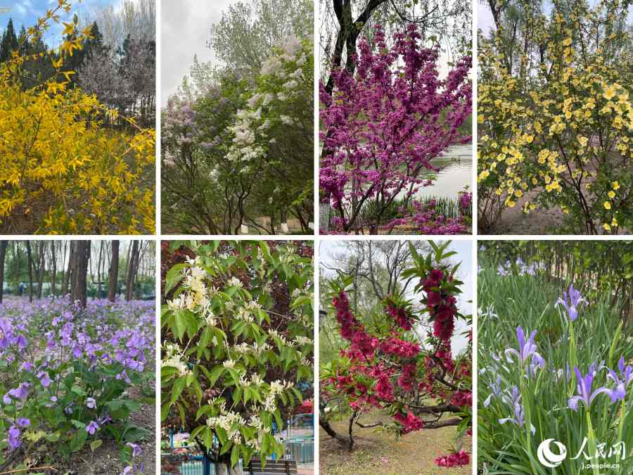 朝陽公園内に咲く花々（撮影・勝又あや子）。