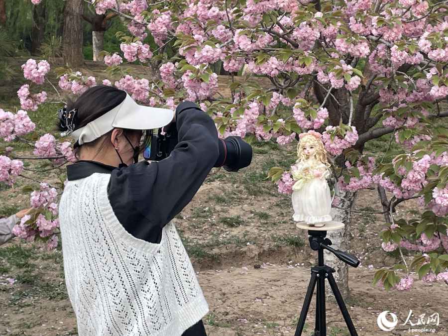 桜花谷ではドールと桜の写真を撮る「ドル活」をする人も！（撮影・勝又あや子）。