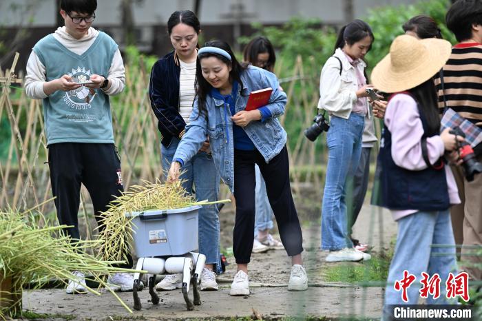 大学農場で菜種の収穫手伝う人型ロボットとロボット犬　四川省成都