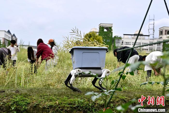 大学農場で菜種の収穫手伝う人型ロボットとロボット犬　四川省成都