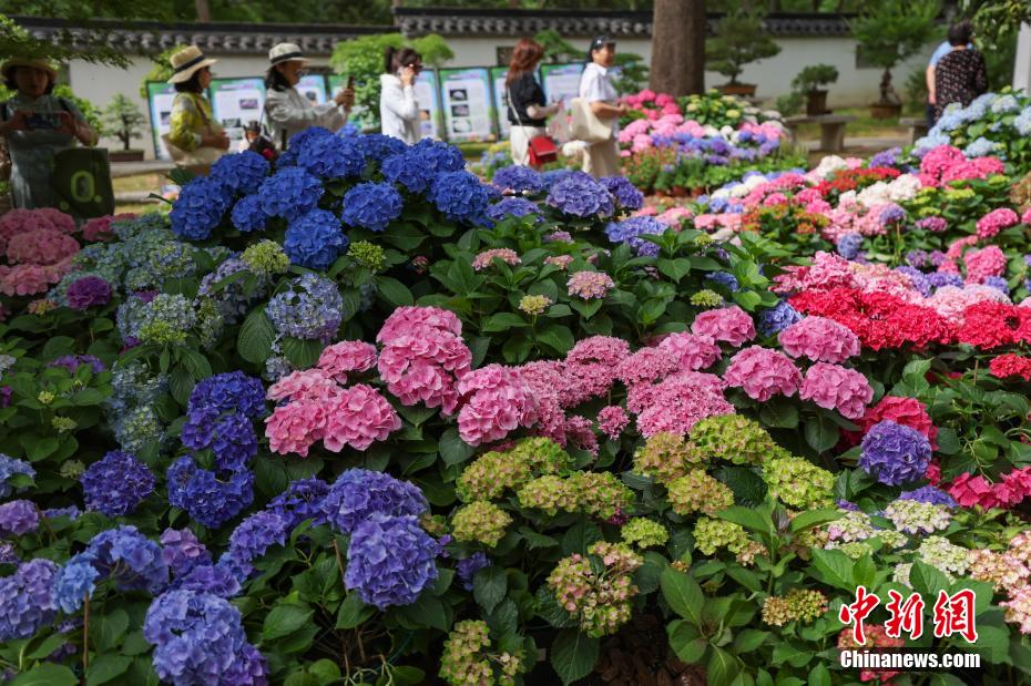 南京の中山植物園でアジサイ展開催中　江蘇省
