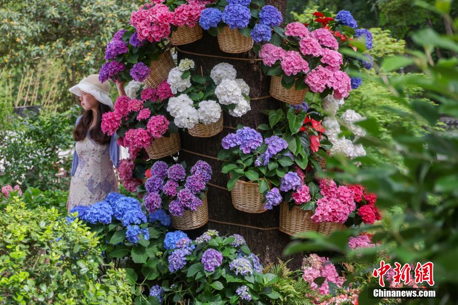 南京の中山植物園でアジサイ展開催中　江蘇省