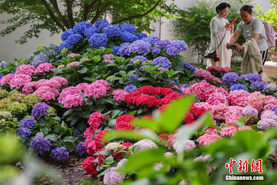 南京の中山植物園でアジサイ展開催中　江蘇省
