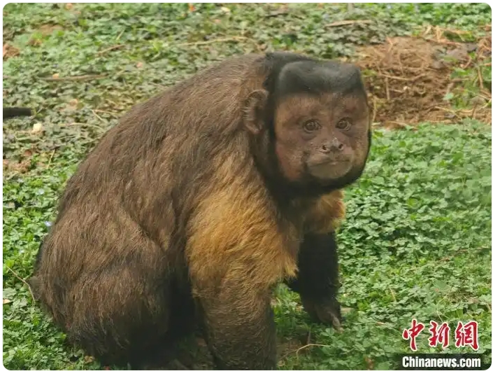 安徽合肥野生動物園・霊長目エリアで暮らすフサオマキザルの「大壮」(写真提供・合肥野生動物園) 。