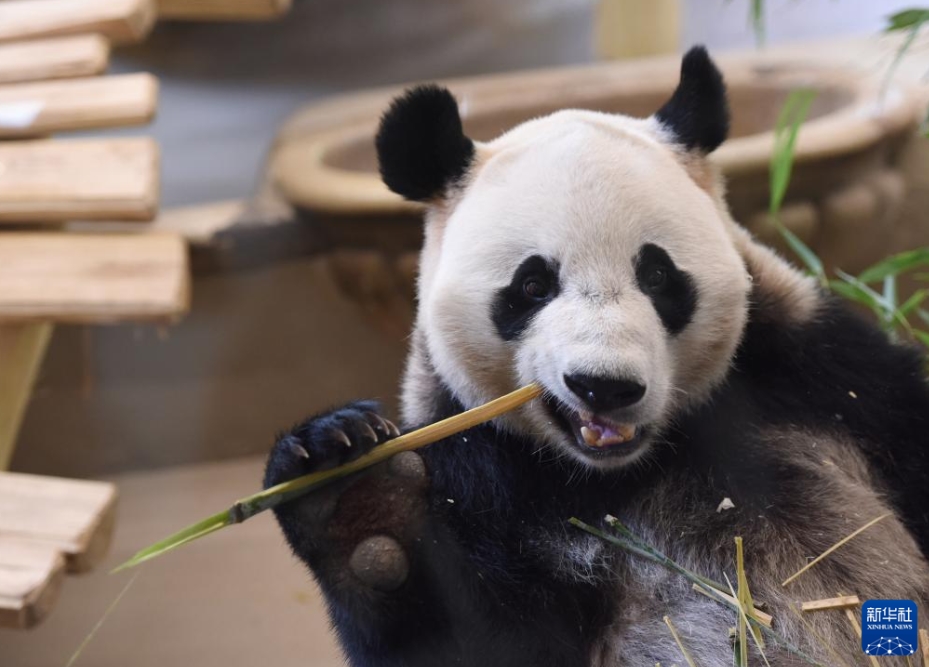 オーストリアの首都ウィーンにあるシェーンブルン動物園で撮影されたパンダの「蘭韻（ランイン）」（5月14日撮影・韓鷺）。