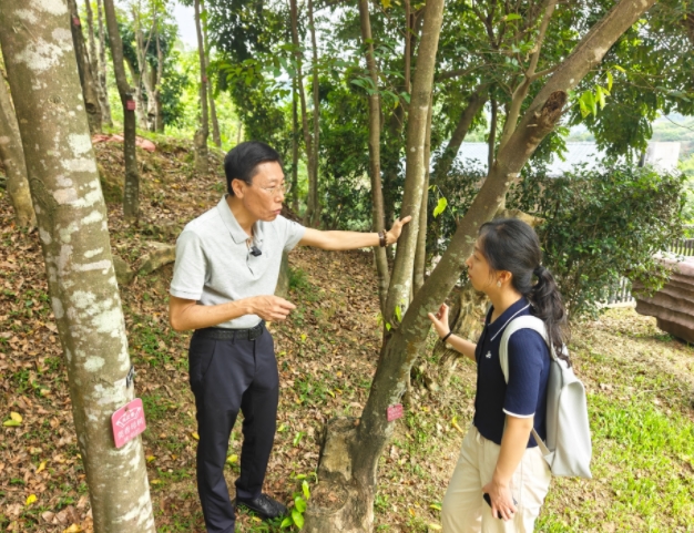 莞香の成長について紹介する国家無形文化遺産「莞香製作技術」の代表的伝承者・黄欧さん（写真左、5月26日に撮影・王雅蝶）。