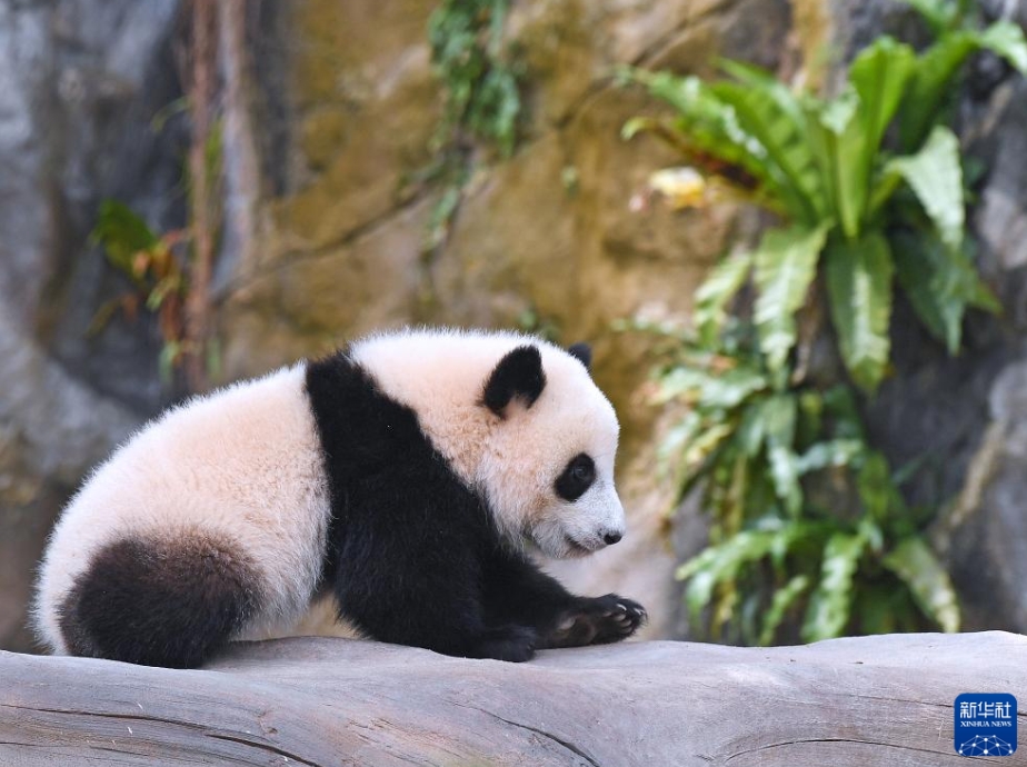 香港海洋公園のパンダ館「ジャイアントパンダアドベンチャー」で遊ぶ赤ちゃんパンダの「加加」（5月27日撮影・陳鐸）。