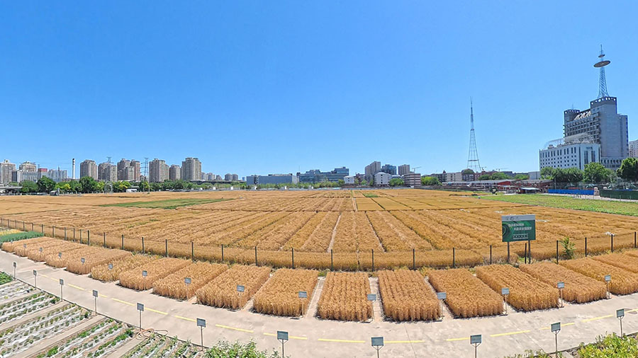 北京三環路内の黄金色の麦畑と紺碧の空が織りなす独特な都市田園風景（撮影・王天楽）。