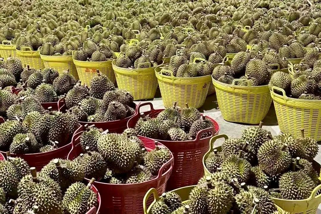ドリアンの大幅値下がり実現は瀾滄江―メコン川快速線のおかげ