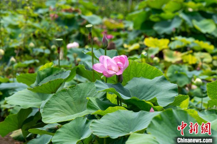 宋時代古代蓮の種子から育てられた蓮の花が12日、浙江省金華で開花した。撮影・胡肖飛
