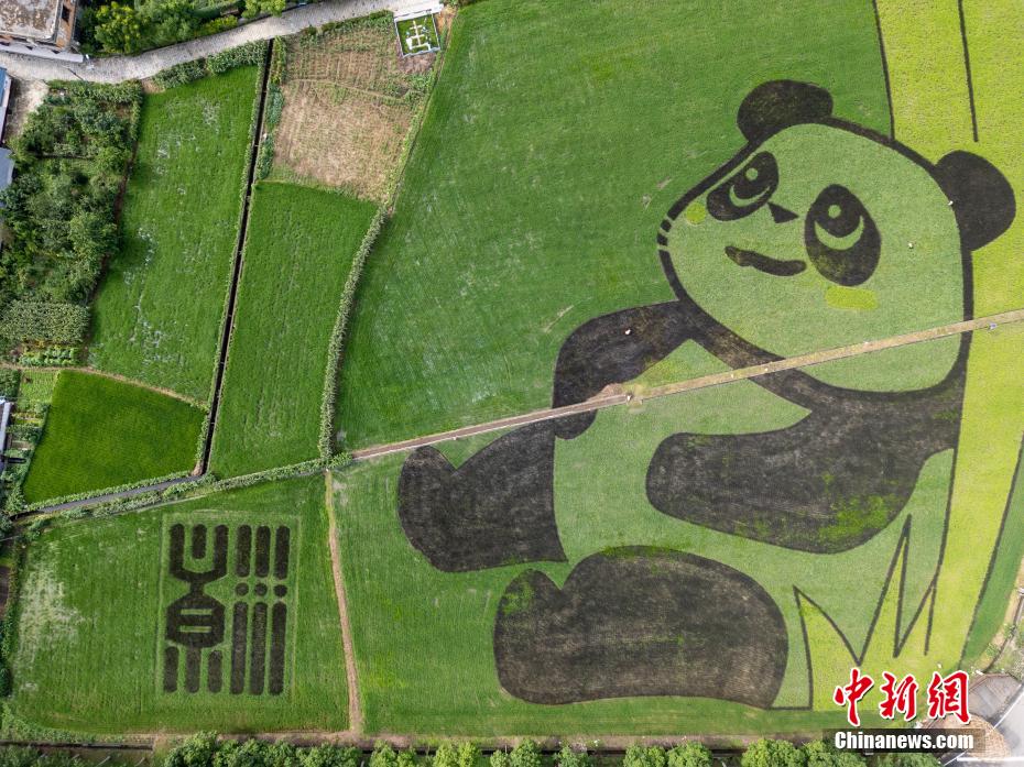 田んぼに巨大パンダ現る！　四川省成都