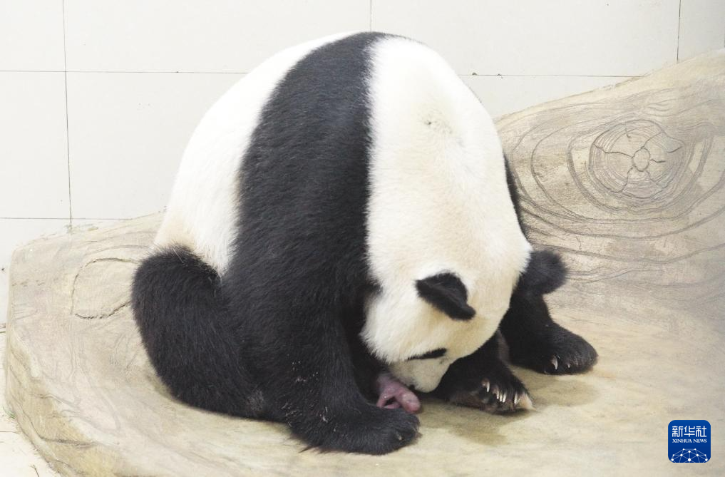写真：パンダの「玲琅」と赤ちゃんパンダ（6月21日撮影）。