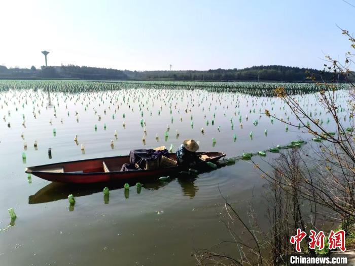 真珠養殖拠点