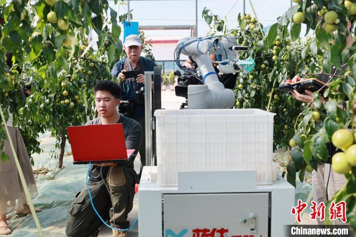 冬棗収穫ロボットのテスト現場。撮影・趙卓昱