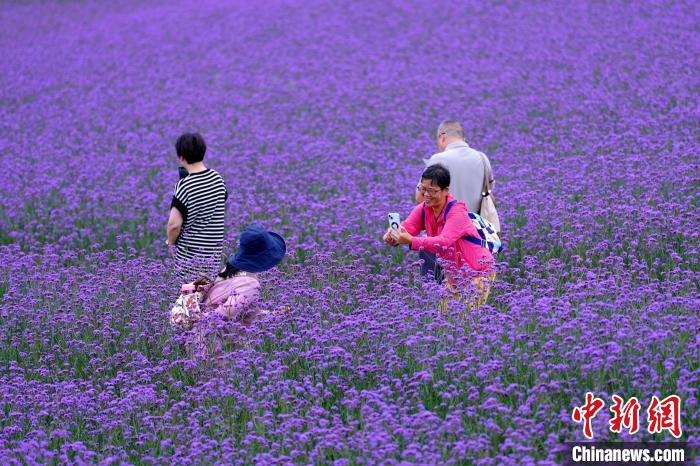 パープルの「花の海」が多くの観光客を魅了　湖北省巴東
