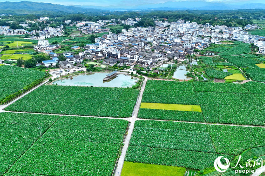 上空から見た三洲村。（撮影・李昌乾）
