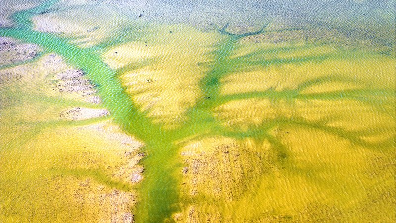 浅瀬をうねる竜のような「潮汐樹」が黄海の湿地に出現　江蘇省塩城